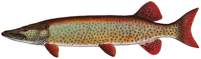 Spotted Muskellunge